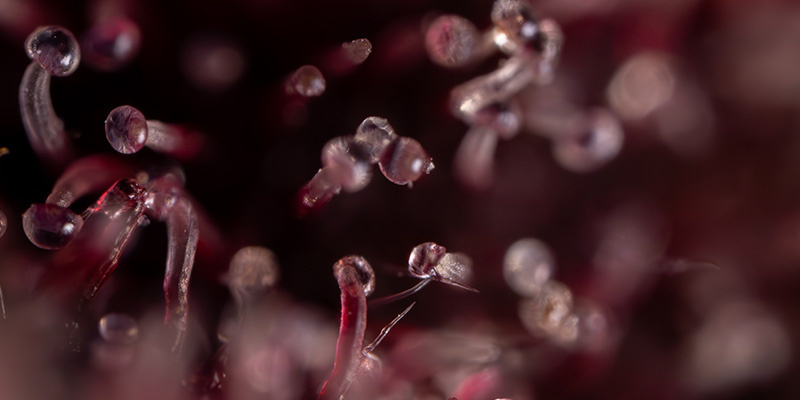 Rainbow Sherbet Auto (Zamnesia Seeds)