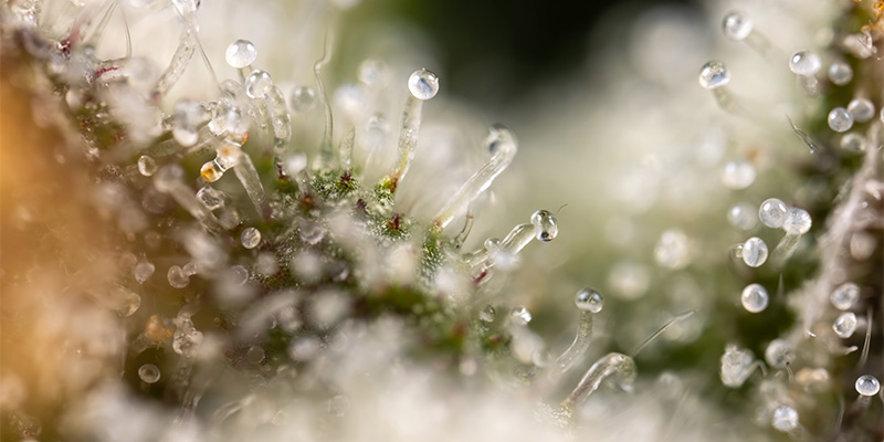 Gush Mintz Trichome