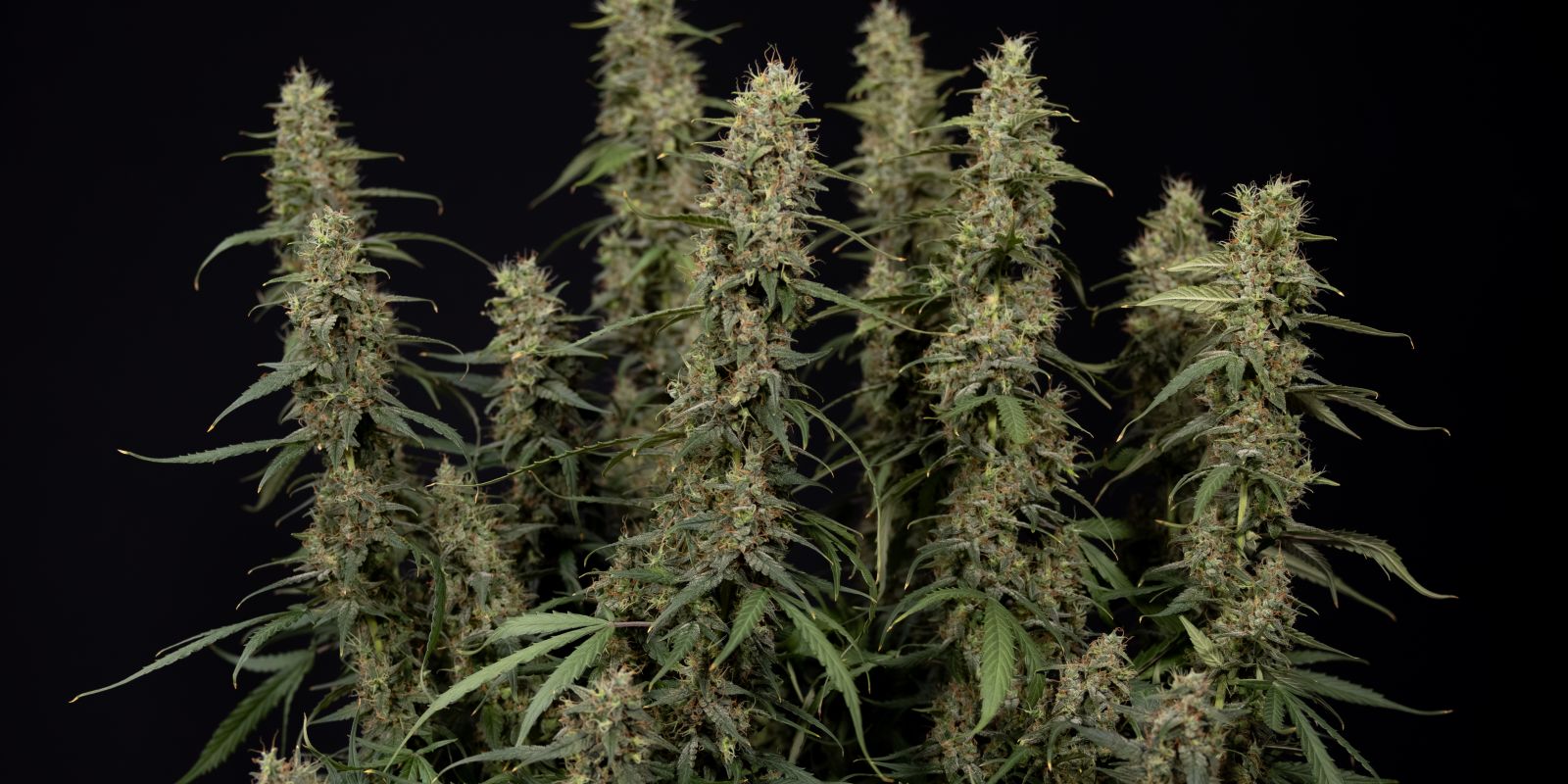 King Louis Auto Blüte
