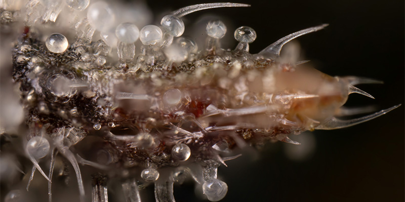Lemon Cherry Gelato Trichome