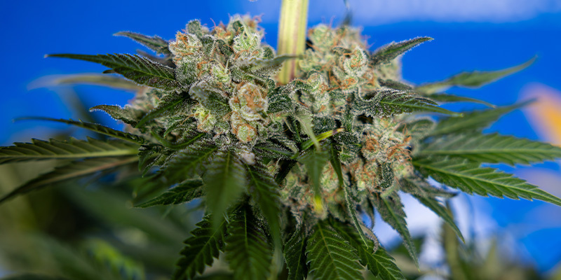 Jet Fuel (Zamnesia Seeds)