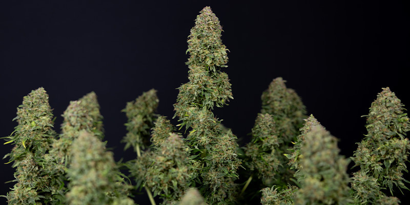 Ghost Train Haze Auto (Zamnesia Seeds)