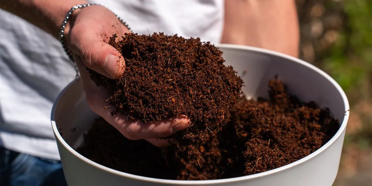 Coco Bricks (Zamnesia)