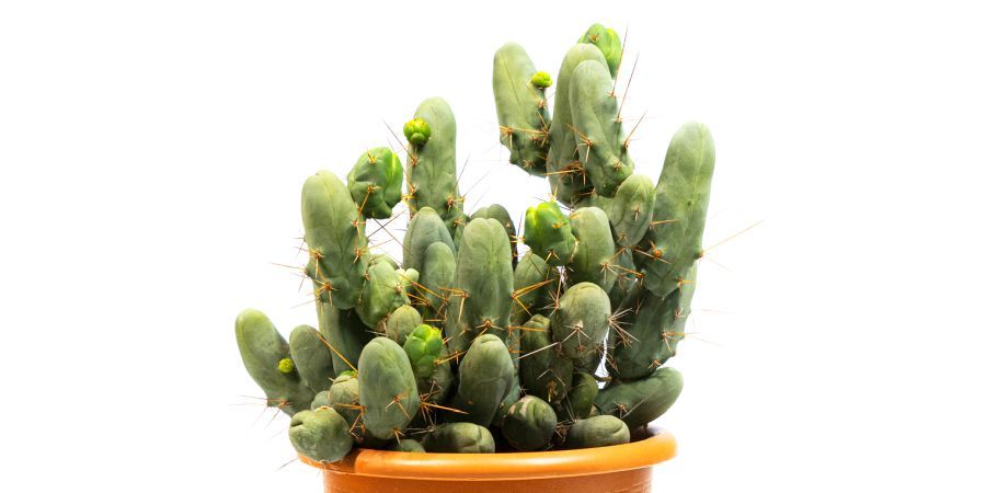 Bolivian Torch Monstrose Clone B Bolivian Torch Monstrose Clone B