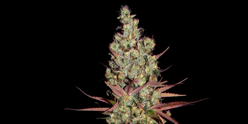 Blue Dream (Zamnesia Seeds) Blue Dream (Zamnesia Seeds)