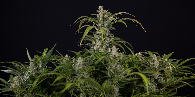 Northern Lights Automatic (Zamnesia Seeds) feminized Northern Lights Automatic (Zamnesia Seeds) feminized