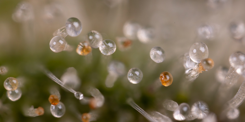 Northern Lights Automatic (Zamnesia Seeds) feminized Northern Lights Automatic (Zamnesia Seeds) feminized