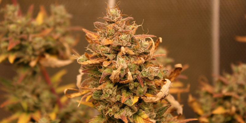 AK-420 Automatic (Zamnesia Seeds) AK-420 Automatic (Zamnesia Seeds)