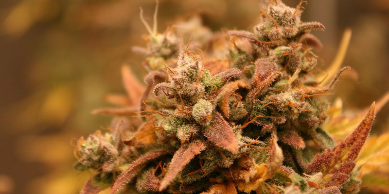 AK-420 Automatic (Zamnesia Seeds) AK-420 Automatic (Zamnesia Seeds)