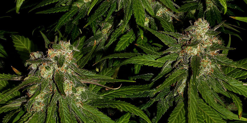 Banana (Zamnesia Seeds) Banana (Zamnesia Seeds)