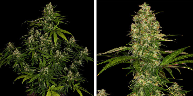 Banana (Zamnesia Seeds) Banana (Zamnesia Seeds)