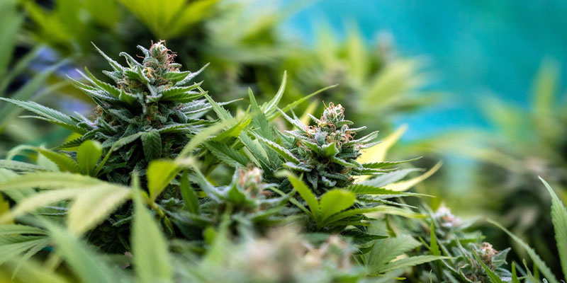 Apple Fritter (Zamnesia Seeds) Apple Fritter (Zamnesia Seeds)