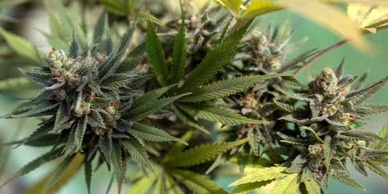 Apple Fritter (Zamnesia Seeds) Apple Fritter (Zamnesia Seeds)