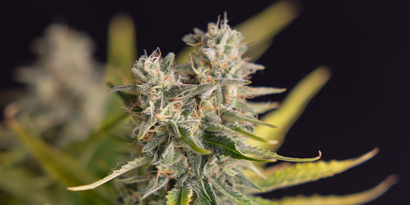 Apple Fritter Automatic (Zamnesia Seeds) Apple Fritter Automatic (Zamnesia Seeds)