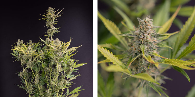 Apple Fritter Automatic (Zamnesia Seeds) Apple Fritter Automatic (Zamnesia Seeds)