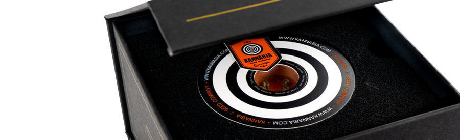 Intergelactic Kush  Die Samen Intergelactic Kush Die Samen