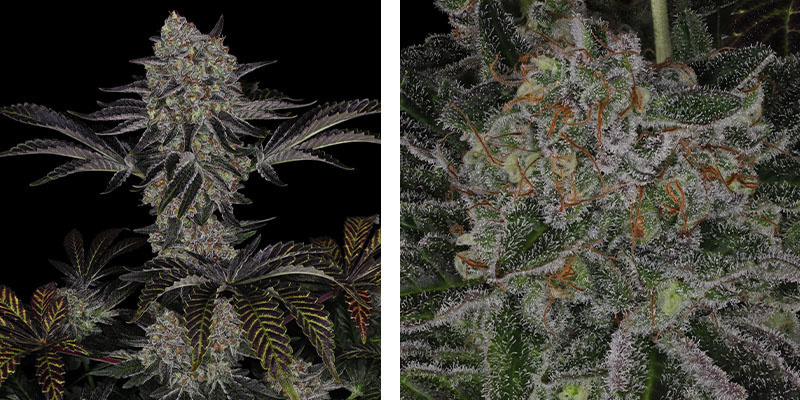 Black Orchid (Zamnesia Seeds)