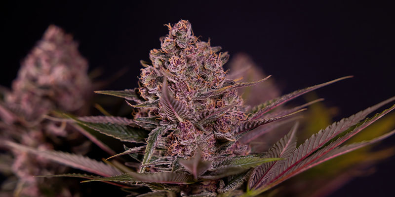 Biscotti (Zamnesia Seeds) Biscotti (Zamnesia Seeds)