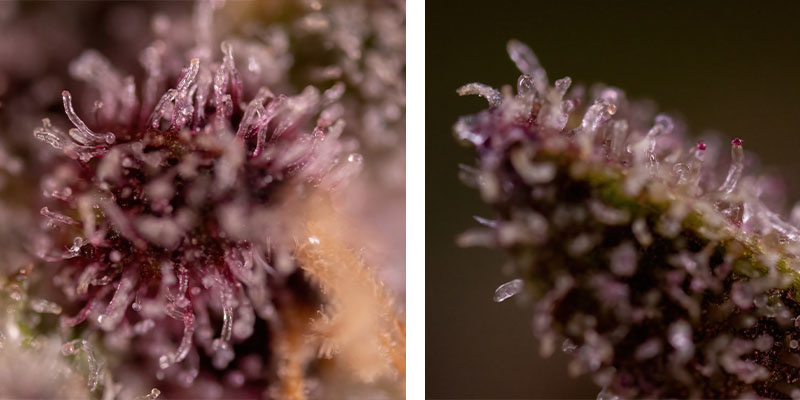 Biscotti (Zamnesia Seeds) Biscotti (Zamnesia Seeds)