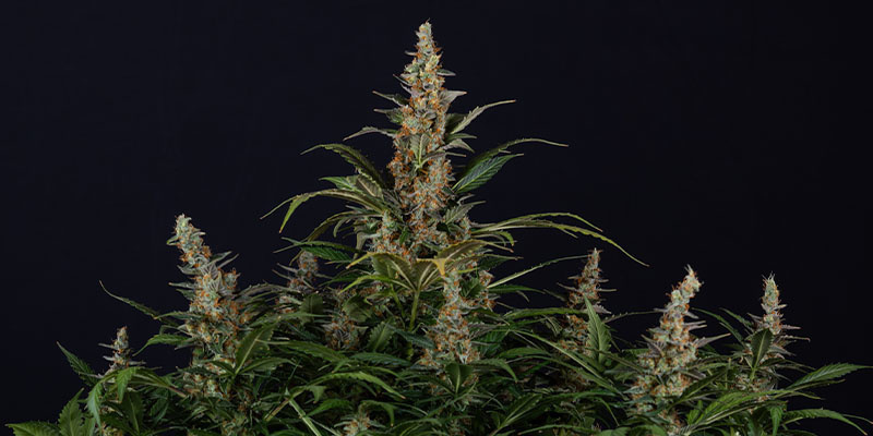Black Orchid Automatic (Zamnesia Seeds) Black Orchid Automatic (Zamnesia Seeds)