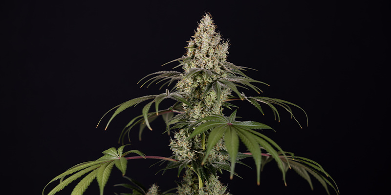 Runtz Automatic (Zamnesia Seeds) Feminized Runtz Automatic (Zamnesia Seeds) Feminized