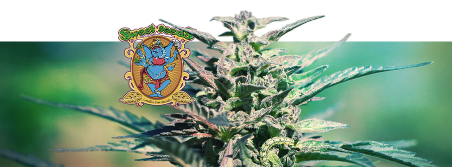 Sweet Seeds Sweet Seeds