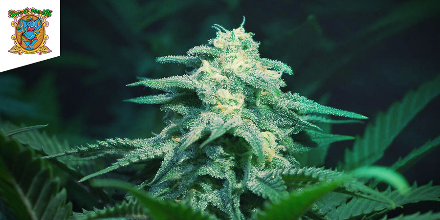 Green Poison (Sweet Seeds)