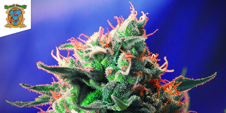 Jack 47 (Sweet Seeds) 