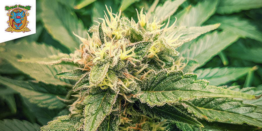 Ice Cool (Sweet Seeds) Ice Cool (Sweet Seeds)