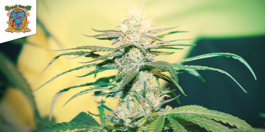 S.A.D. S1 (Sweet Seeds)