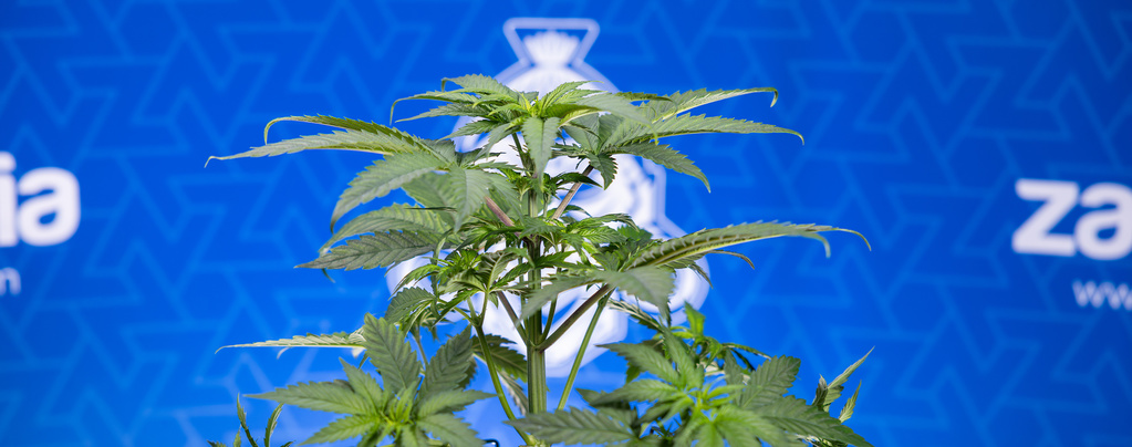 Warum rollen sich meine Cannabisblätter nach unten?