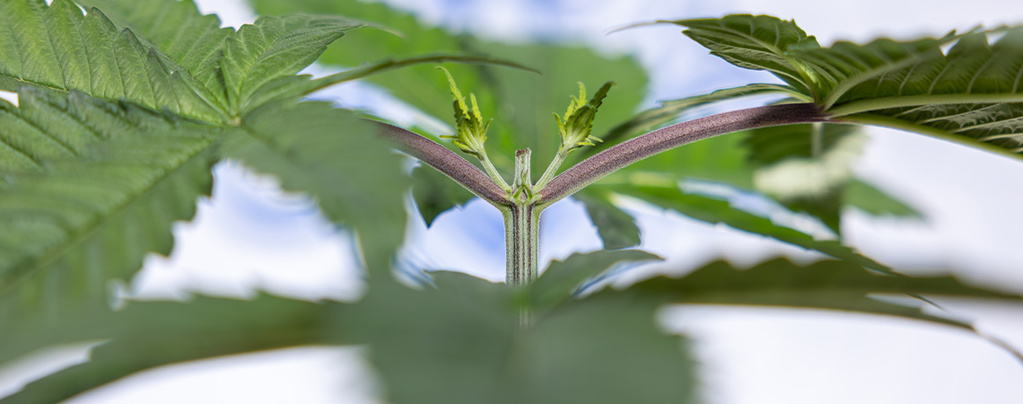 Autoflower toppen für mehr Ertrag: Was du wissen musst