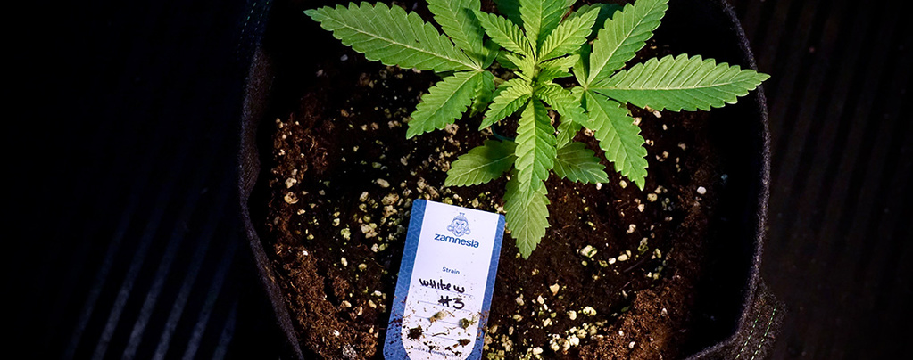 Autoflower Umtopfen: Sanfte Moves Für Starke Wurzeln