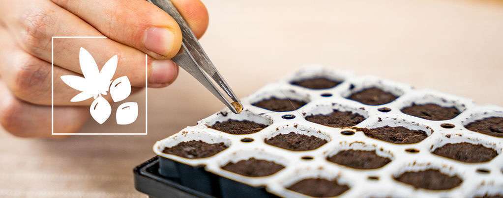 Wie Man Cannabissamen Mit Smart Start Keimt