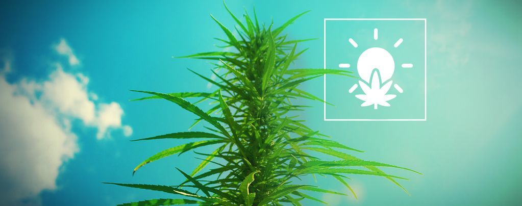 Cannabisanbau im Freien