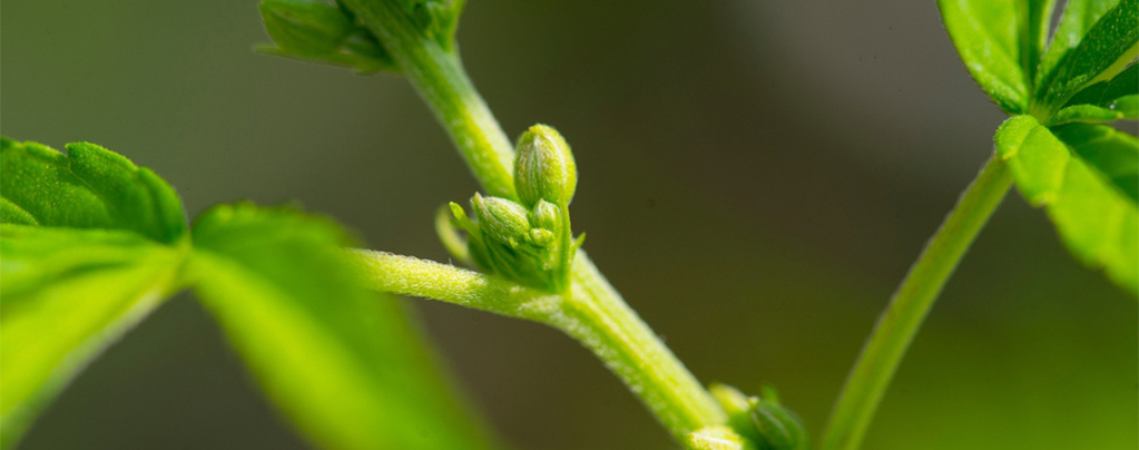 Warum Es Wichtig Ist, Das Geschlecht Deiner Cannabispflanzen Zu Bestimmen