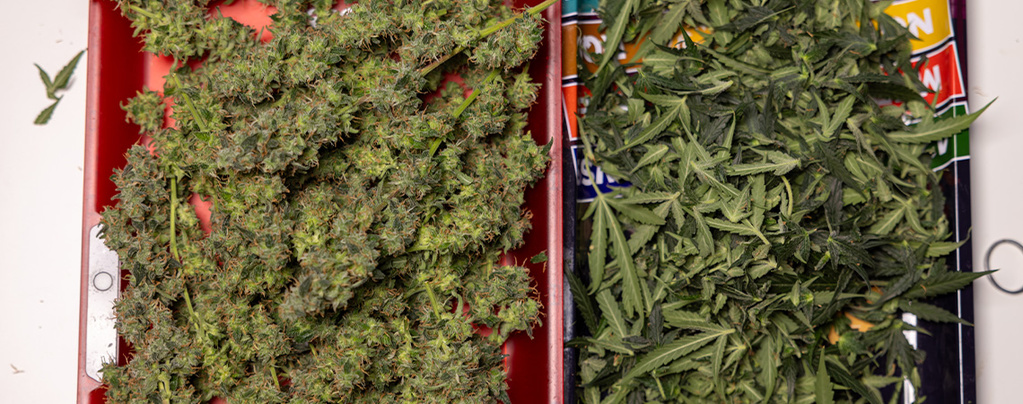 Was tun mit übrig gebliebenen Cannabis-Sonnensegeln und Trim?