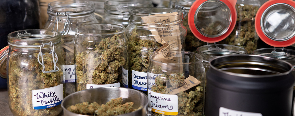 Cannabis aushärten: So wird’s gemacht