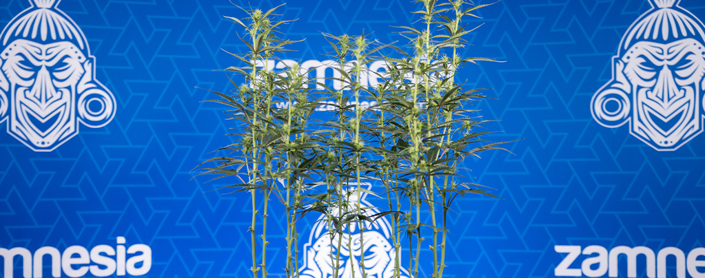 Cannabis entlauben: Alles, was du wissen musst