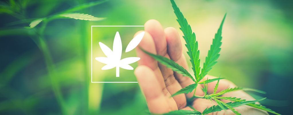 Alles Über Die Anatomie Der Cannabispflanze