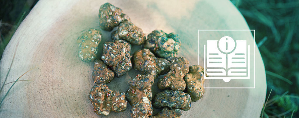 Alles, Was Du Über Magische Trüffel Wissen Musst