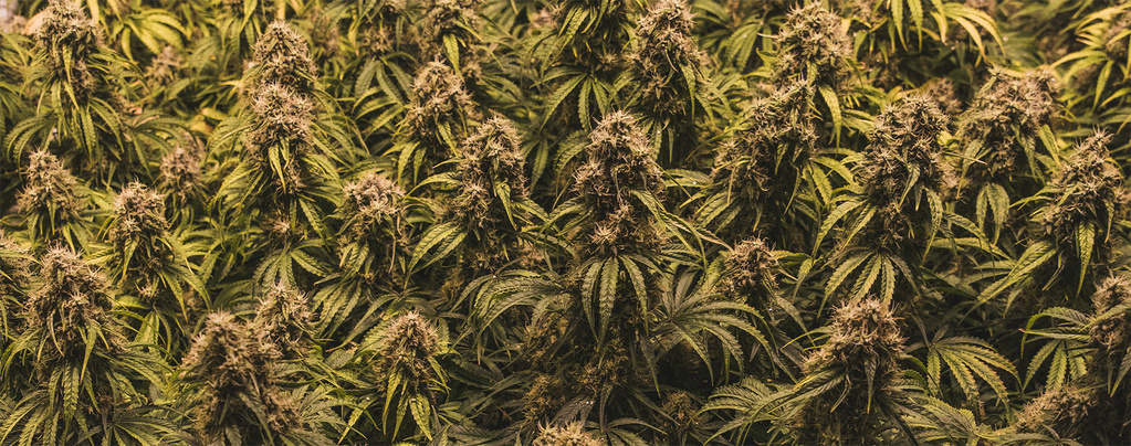 Die Geheimnisse der SOG-Methode enthüllt