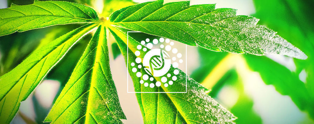 Alles Über Pollen Und Cannabiszucht