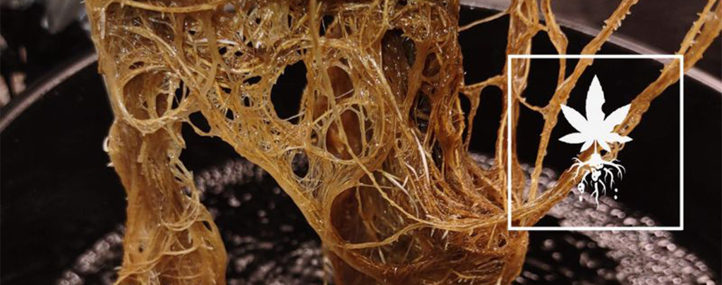 Cannabis-Wurzelfäule erkennen und beheben
