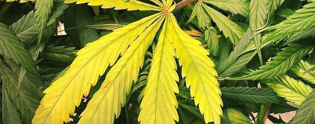 Stickstoffmangel bei Cannabispflanzen