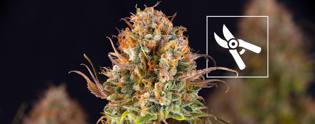 Wann erntet man Cannabispflanzen?