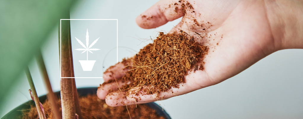 Alles Wissenswerte über den Anbau von Cannabis in Kokosfasern