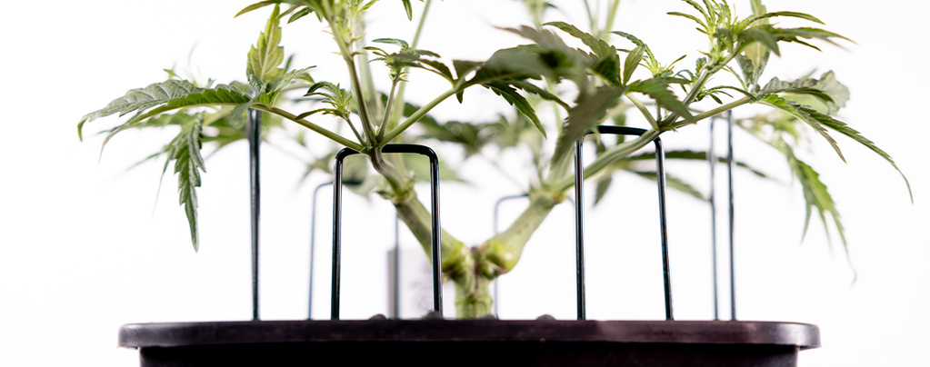 Wie Man Autoflowers Trainiert