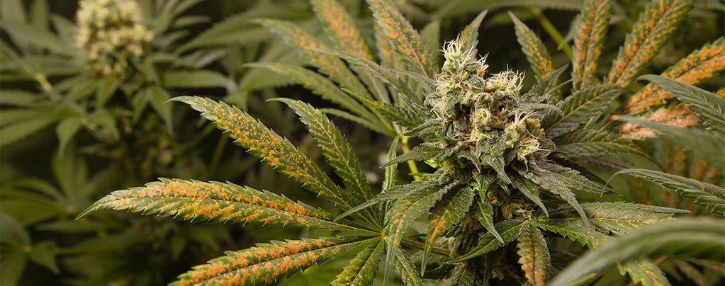 Calciummangel bei Cannabispflanzen