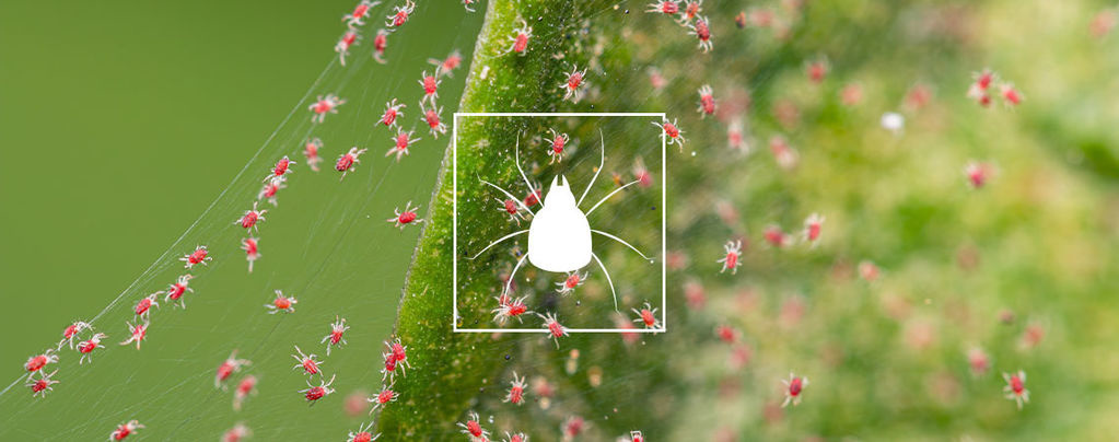 So Wird Man Spinnmilben Auf Cannabispflanzen Los